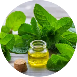 Spearmint Oil