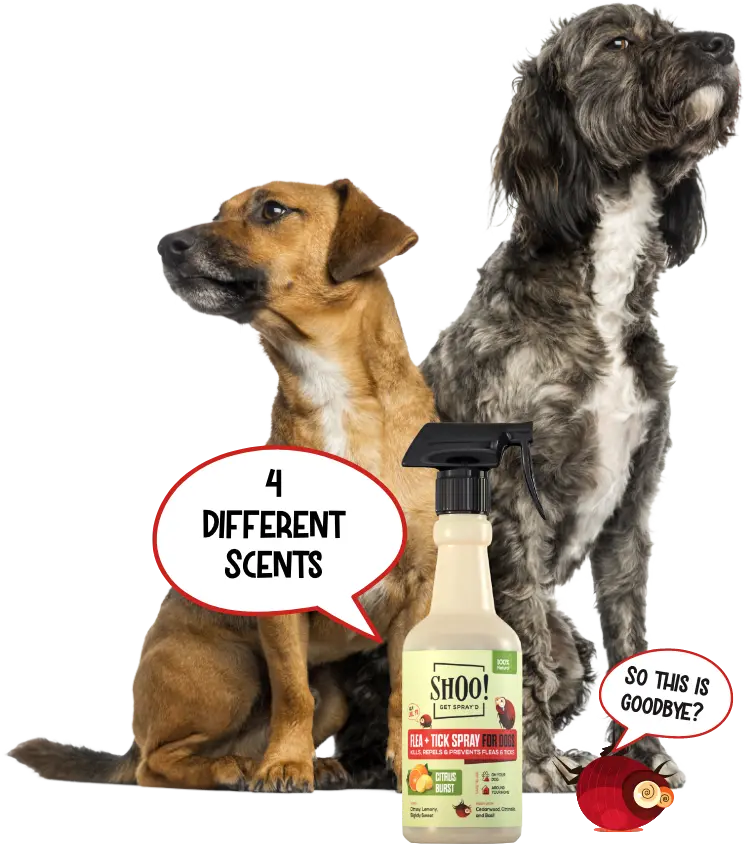 Flea & tick Spray